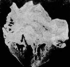 ��ʪ�Զ�����Ĥ��