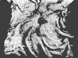 ����θ����