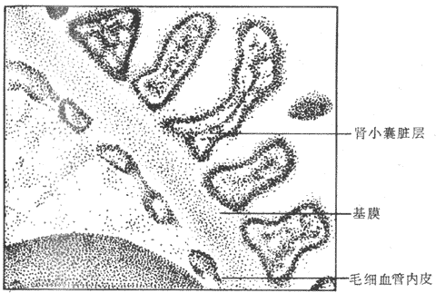 �˹�Ĥʾ��ͼ