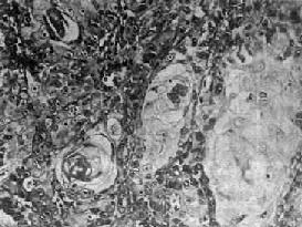 ���ʸ߷ֻ���״ϸ��<a href=