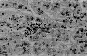 �����Ը���