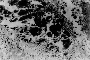 ԭ���Ը�ϸ��<a href=