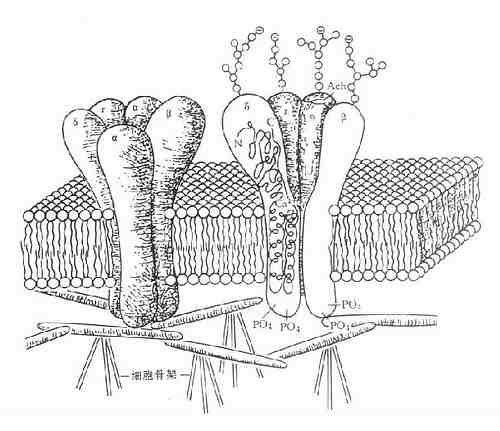 N2�̼�����